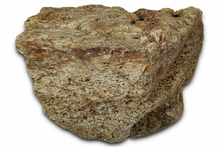 Dinosaur (Triceratops) Frill Shield Section - Montana #348101